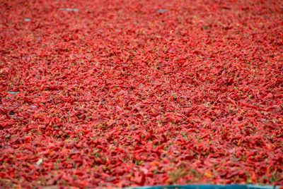 Full frame shot of red flowering plants on land