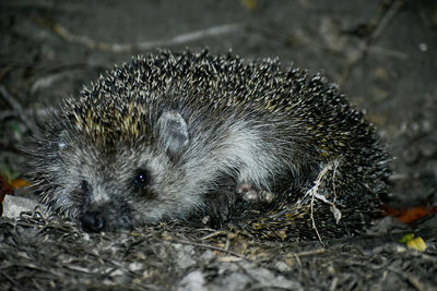 High angle view of an animal