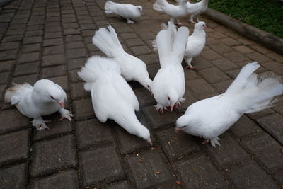 High angle view of birds on street