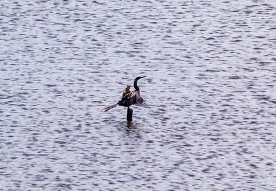 Bird flying over lake