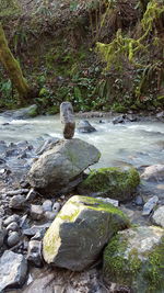 Water flowing by tree