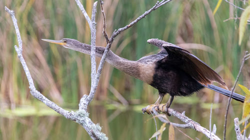 Close-up of bird perching on branch