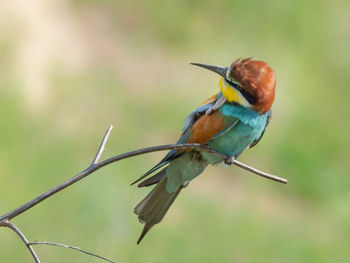 Close-up of bird perching on twig