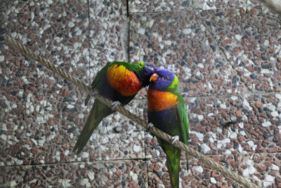 Close-up of parrot perching on tree