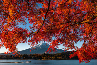 Trees by lake against orange sky