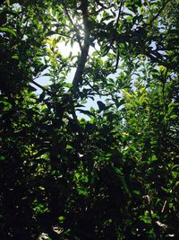 Low angle view of trees