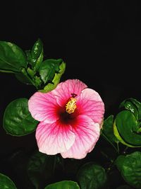 Close-up of pink flower against black background