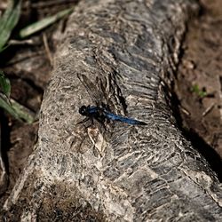 Close-up of insect on tree trunk