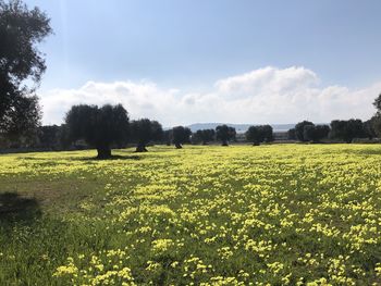 Scenic view of field against sky