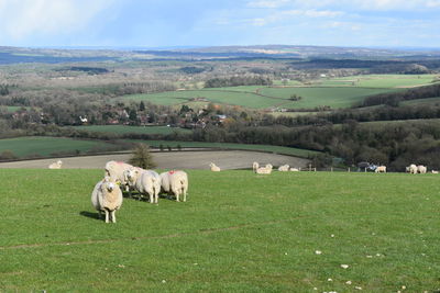 View of sheep on landscape