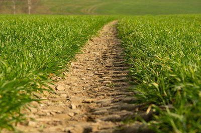 Surface level of agricultural field