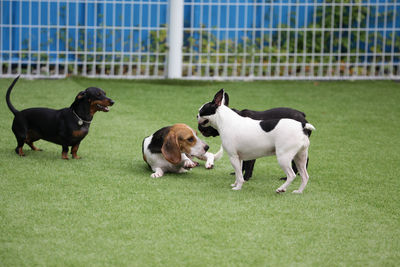 View of dogs on grassland