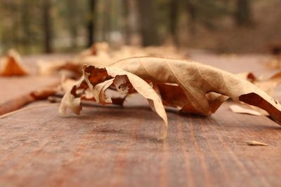 Close-up of dry leaves on table