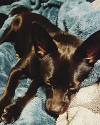 Close-up of dog relaxing on bed at home