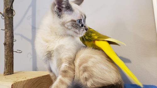 Close-up of a cat looking away