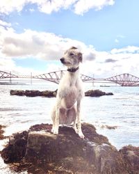 Dog sitting on rock over sea against sky