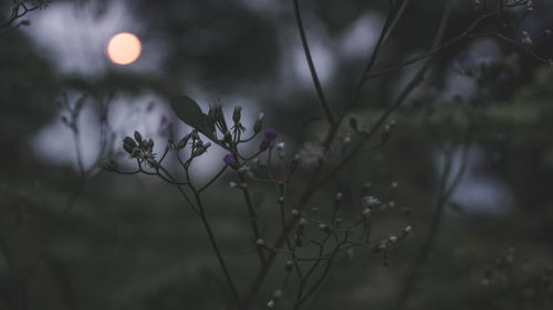 Close-up of flowering plant against blurred background