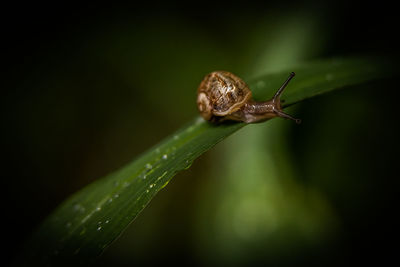 Close-up snail on leaf