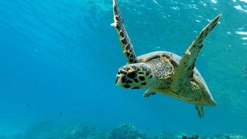 Hawksbill sea turtle . hawksbill turtle - eretmochelys imbricata.