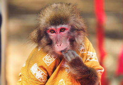 Close-up portrait of monkey