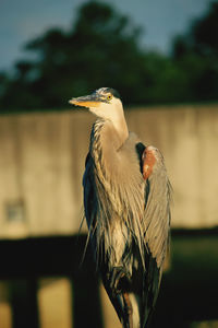 Close-up of bird