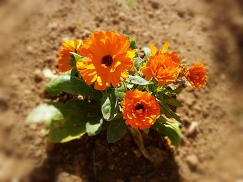 Close-up of orange flowers blooming outdoors