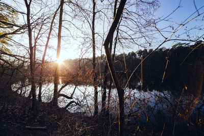 Sun shining through trees