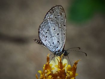 Close-up of butterfly pollinating on yellow flower