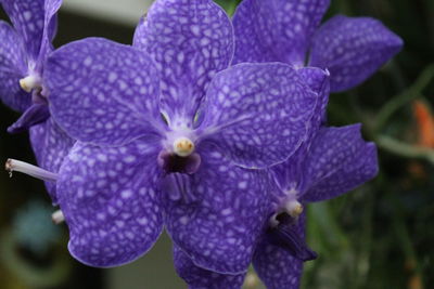 Close-up of purple flowers