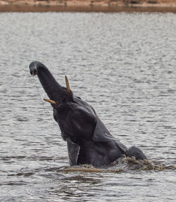 African elephant playing in the water