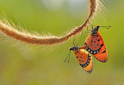 Close-up of butterfly on plant