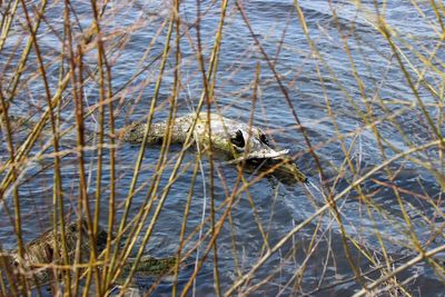 High angle view of crab swimming in lake