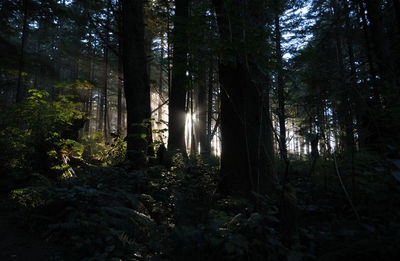 Trees in forest