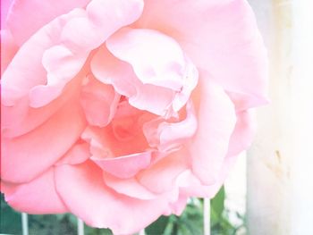Close-up of pink rose