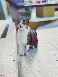 Cat looking away while sitting on footpath
