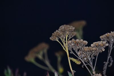 Close-up of flower against black background