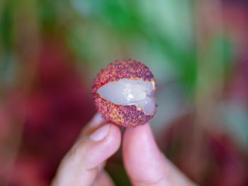 Close-up of hand holding fruit