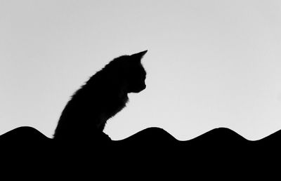 Cat on wall