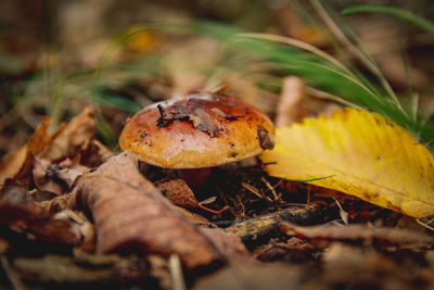 Close-up of mushroom growing on field