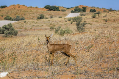 Steenbok female in dry land scenery in kruger national park, south africa 