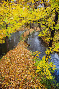 Scenic view of lake amidst trees during autumn