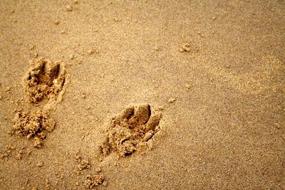 High angle view of footprints on sand at beach