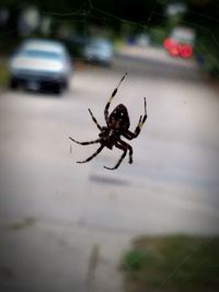 Close-up of spider on web