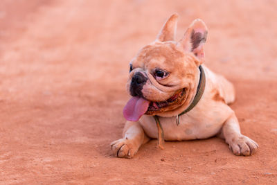 Dog relaxing on field