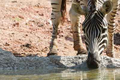 Zebra drinking water