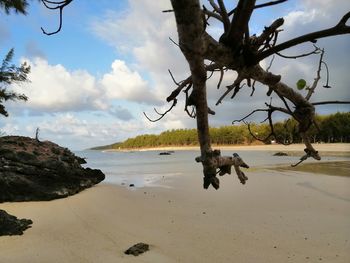 Driftwood on beach against sky