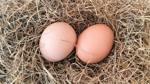 Close-up of eggs in nest