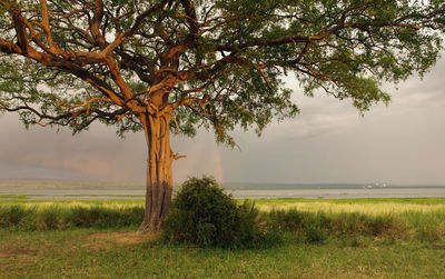 Tree on field by sea against sky