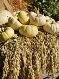 High angle view of pumpkins