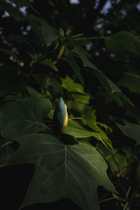 Close-up of fruit on tree